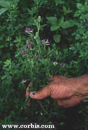 Photo of mature alfalfa.  Photo courtesy of Corbis.