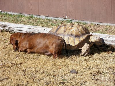 biggest pet tortoise