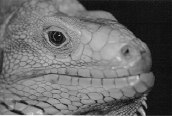 Photo of Wally, who, of all my iguanas, was always my favorite.