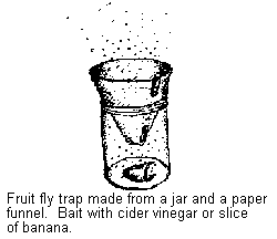Simple fruit fly trap.  University of Kentucky / Entomology